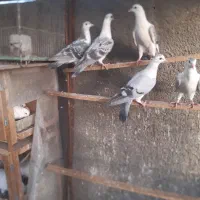 کفتر  وارداتی از افغانستان|پرنده|پاکدشت, پاکدشت (مامازند)|دیوار