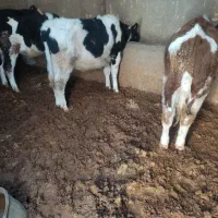 گوساله نر سیمینتال|حیوانات مزرعه|تاکستان, |دیوار