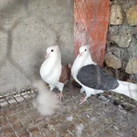 مفلق کبوتردوکت