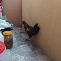 خروس محلی جوان