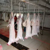 کشتار بره و کهره چاق در حضور مشتری زیر قیمت بازار|حیوانات مزرعه|رامهرمز, |دیوار