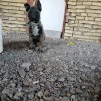 سگ .مالینویز. ژرمن .گرگی