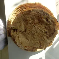 نان تیری|خوردنی و آشامیدنی|شیراز, شهرک بزین|دیوار