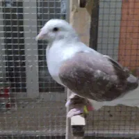 تعدادی کبوتر گرفتنی|پرنده|شیراز, کرونی(خاتونک)|دیوار