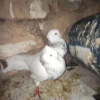 کبوتر طوق الماسی