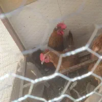 فروش مرغ و خروس