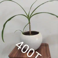 گل و گیاه آپارتمانی