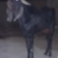 بز تک شاد گلابی|حیوانات مزرعه|کرباسک, |دیوار