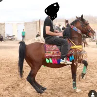 اسب نریون کورد سواری دار