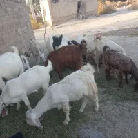 تعدادی بز نژاد دوقلو وسه قلو زا برای فروش|حیوانات مزرعه|فاریاب, |دیوار