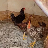 فروش ۴ عدد مرغ     زغال هم دارم برا فروش
