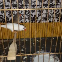 فنچ نرگسی شکلاتی  با تخم و فنچ معمولی