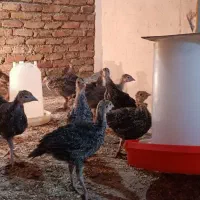 جوجه بوقلمون ۴۵ روزه