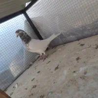 تعدادی کفتر خوب(یجایی)