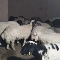 بره نر چاق گوسفند|حیوانات مزرعه|یزد, |دیوار