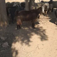 بز چاق|حیوانات مزرعه|مرودشت, نقش رستم|دیوار