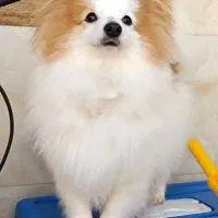 فروش سگ پامر روباهی نر|سگ|علیآباد کتول, |دیوار