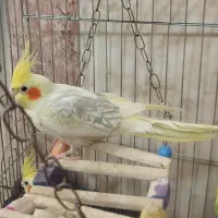 عروس هلندی