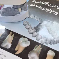 رویداد یادگیری اناتومی دندان