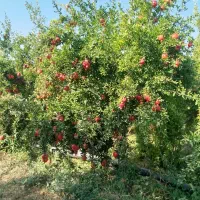 به کار گر زن جهت کار در باغ انار نیاز مندم