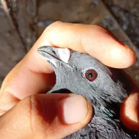 یک جفت نروماده|پرنده|هامون, |دیوار