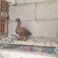 ککیلی آلابوغازبالا