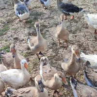 قو غاز|حیوانات مزرعه|پارس‌آباد, |دیوار