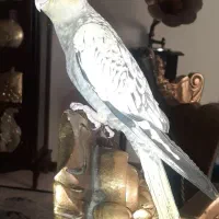 عروس هلندی ماده