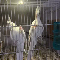 عروس،راهب،گرینچیک،برزیلی،مرغ عشق پروانه ای انگلیسی