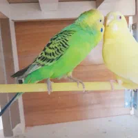 مرغ عشق|پرنده|مسجد سلیمان, |دیوار