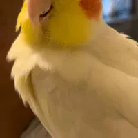 عروس هلندی گمشده (مژدگانی خوب برای یابنده)|حیوانات|تبریز, |دیوار