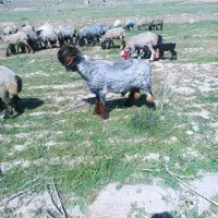 قوچ|حیوانات مزرعه|مرودشت, محمد آباد|دیوار