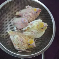 ۶عدد جوجه عروس هلندی سرلاکی
