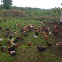 مرغ و خروس محلی عمده و جزئی قیمت توافقی