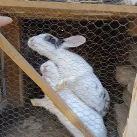 خرگوش|موش و خرگوش|نیشابور, کشتارگاه|دیوار