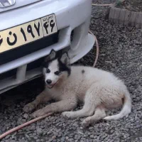 هاسکی ۴ماهه ماده|سگ|رشت, گیل|دیوار