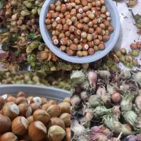 فندق / فندوق اشکورات گیلان