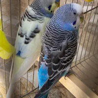 مرغ عشق با قفس و وسایل