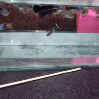 گوپی مولد و...|ماهی|چهاردانگه (تهران), |دیوار