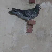 ماده خوب|پرنده|شیراز, قلعه نو|دیوار