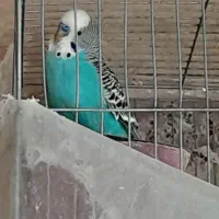 طوطی برزیلی وایت فیس|پرنده|تهران, جوانمردان (اندیشه)|دیوار