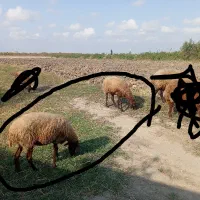 قوچ دوتا میش ابست|حیوانات مزرعه|آزادشهر, |دیوار