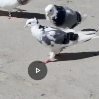 شازد ه سبز طلا چشم سیاه با جوجش|پرنده|قدس, شهرقدس|دیوار