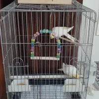 عروس هلندی|پرنده|کرج, شاهینویلا|دیوار