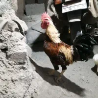 خروس محلی|حیوانات مزرعه|سنندج, |دیوار