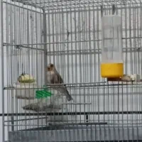 سهره دو رگ دهن نوار مست مست