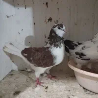 کبوتر فروشی یکجا