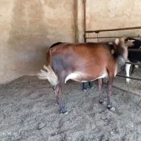 گاو و گوساله