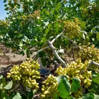 نهال پسته|گل و گیاه طبیعی|تبریز, |دیوار