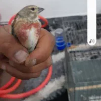 سهره وسینه سرخ